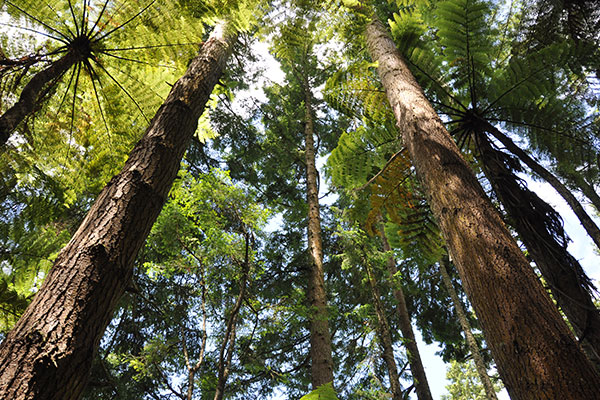 Wälder & Biodiversität